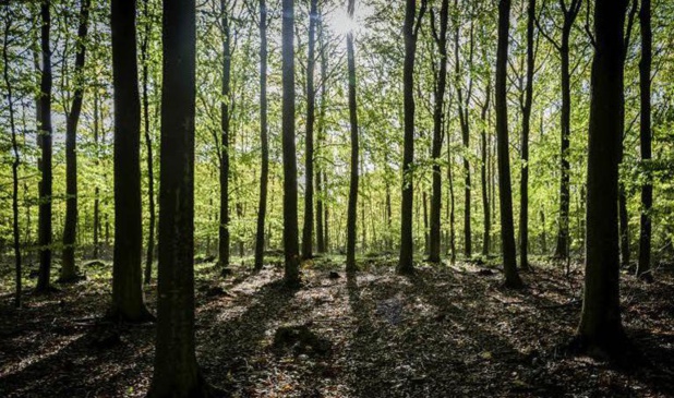 La filière bois profite de la hausse des prix La filière bois profite de la hausse des prix