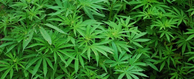 7,4 € : le prix du gramme de Cannabis à Paris 7,4 € : le prix du gramme de Cannabis à Paris