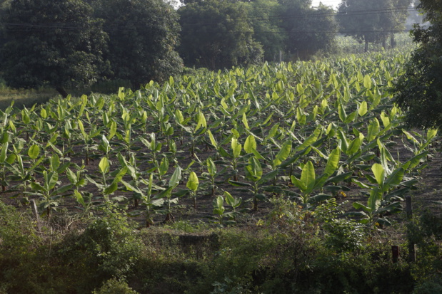 Crédit : bananes par Shutterstock Crédit : bananes par Shutterstock