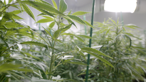 Crédit : cannabis par Shutterstock Crédit : cannabis par Shutterstock