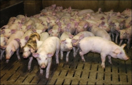 La filière porcine française en obsolescence programmée