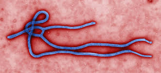 Ebola, le coût de la maladie