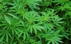 7,4 € :  le prix du gramme de Cannabis à Paris