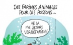 Des farines animales pour les poissons...
