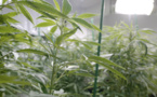 Légalisation du cannabis : quelles conséquences économiques ?